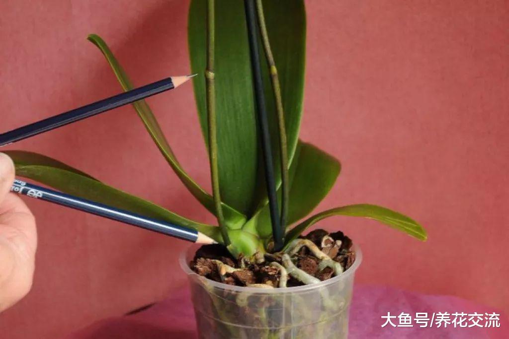 蝴蝶兰的花朵开败之后, 如何在一两个月后再次开花呢?