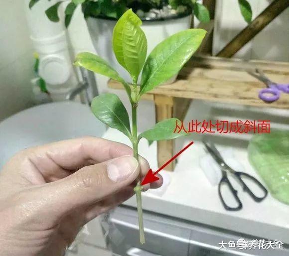 剪下来的枝条别浪费, 这样一处理, 花盆都不够用!