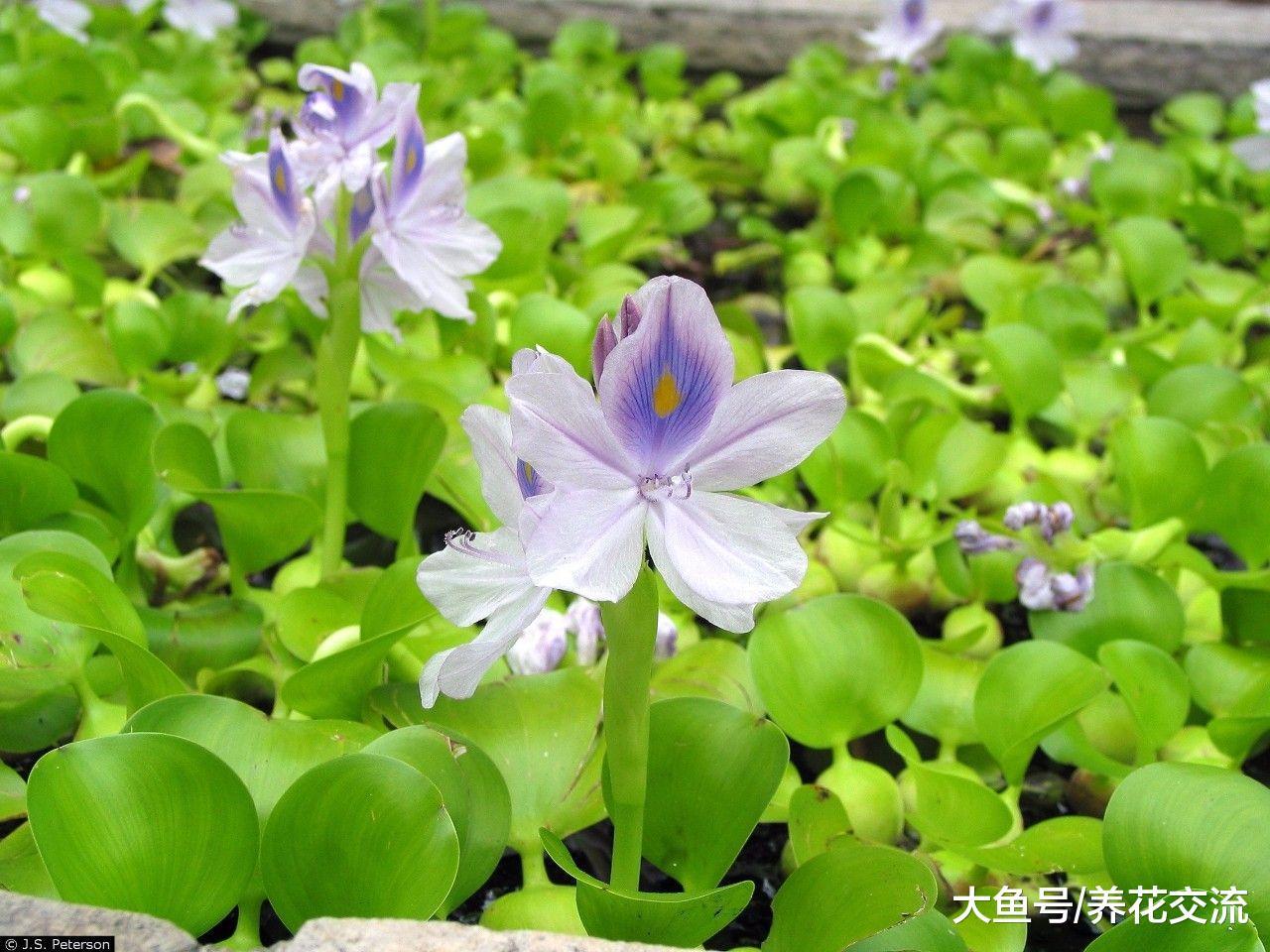 在江河湖泛滥生长的一种草, 养在花盆里却是好看的景观