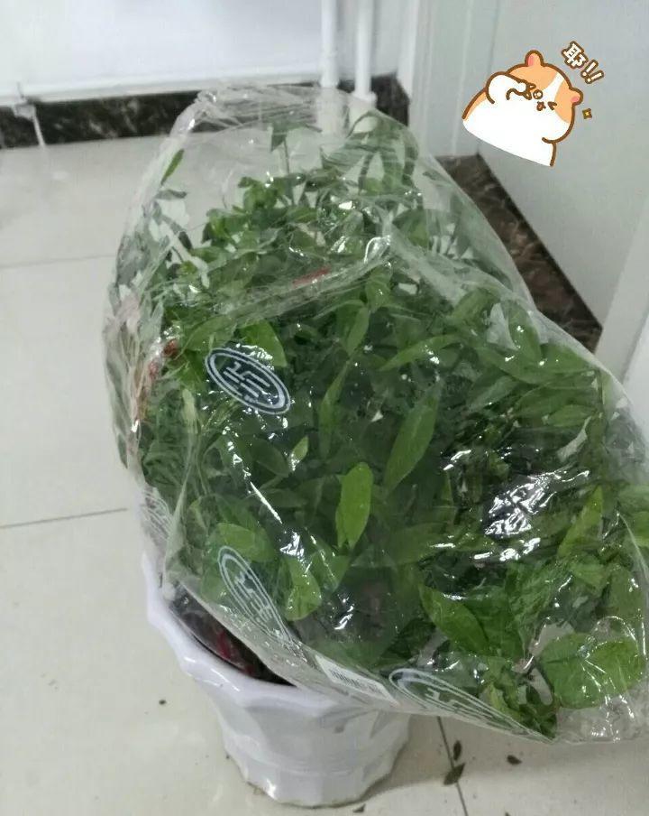 姐姐攒了30个瓶子, 剪子一剪, 秒变养花神器!