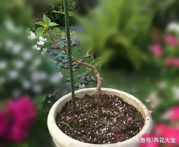 把这9种花简单一修剪, 花开不断, 还长成了棒棒糖!