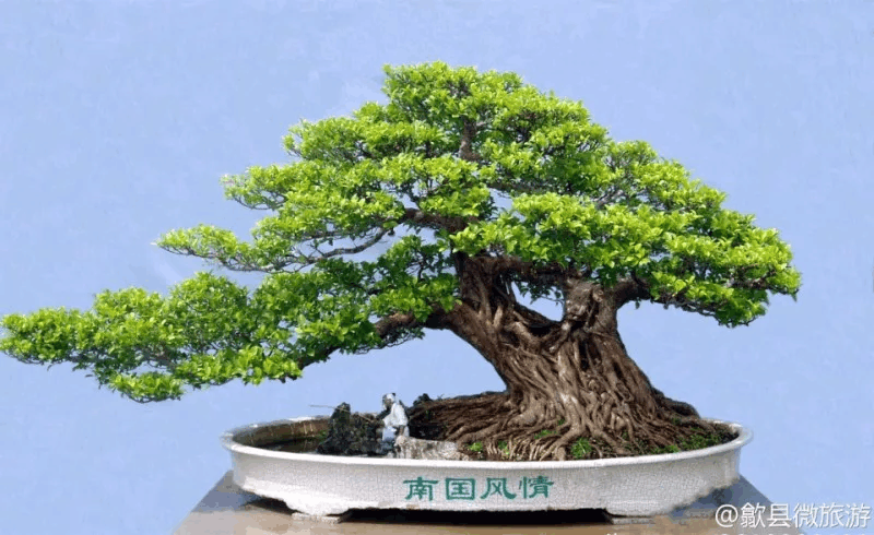1个盆景出价600万, 植物也可以做成艺术品!
