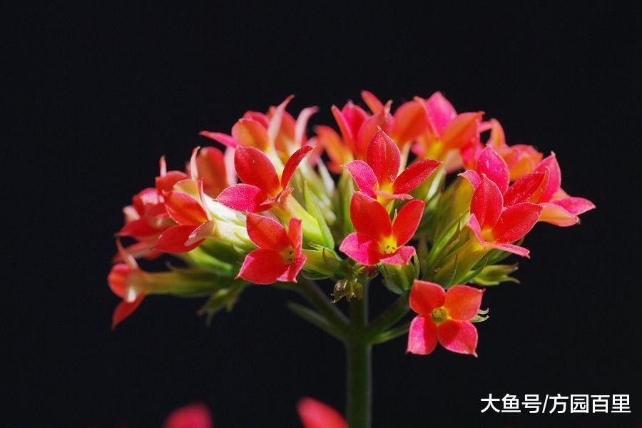 高贵优雅的冬季花卉——长寿花