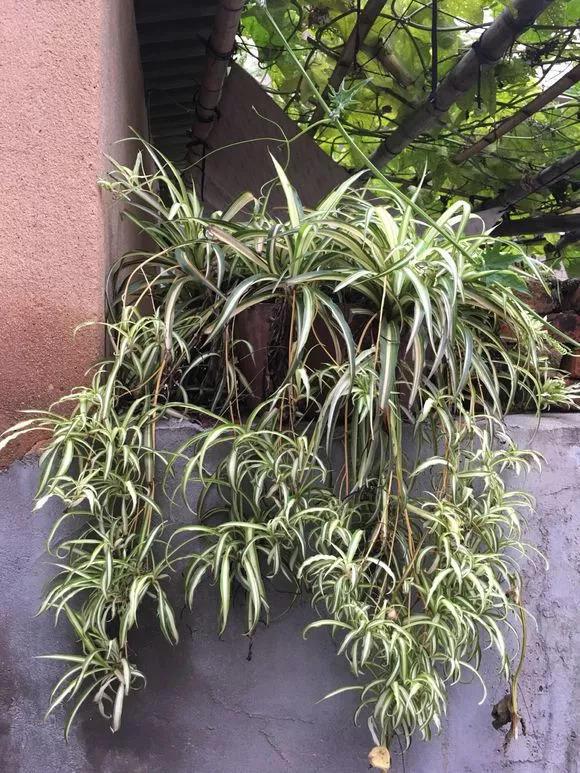 养花就像割韭菜, 割一茬冒新芽, 叶子长得巴掌大!