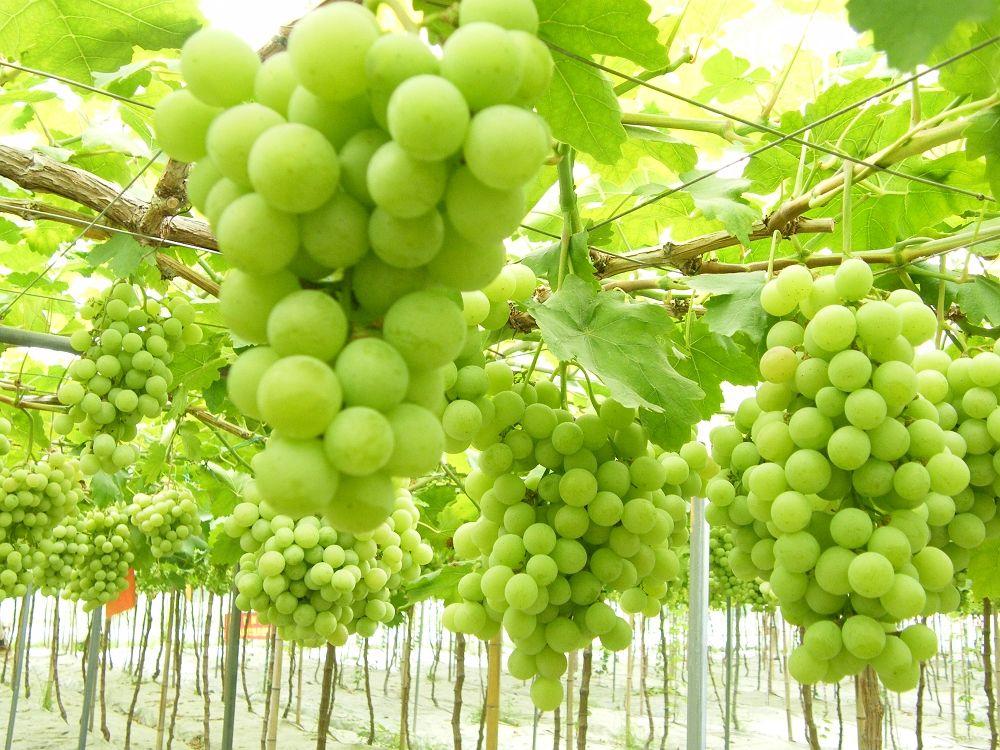 这些食物是胃黏膜的“好朋友”, 经常吃一吃, 有助于改善肠胃功能