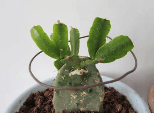 仙人掌不起眼? 用它来“嫁接”植株, 成活率蹭蹭长!