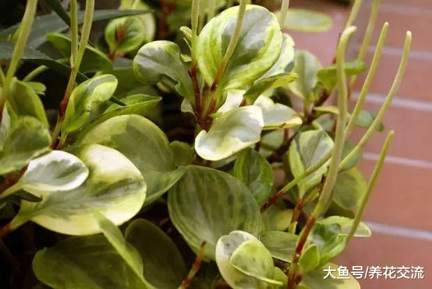 适合摆放在桌面上的椒草盆栽, 植株特别小巧的绿植