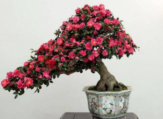降成本养花, 6种花1根枝变1盆, 加点“它”, 插多少活多少!