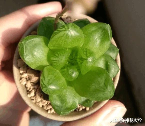 养多肉要讲技巧, 太阳下这样一晒, 颜色变得红彤彤