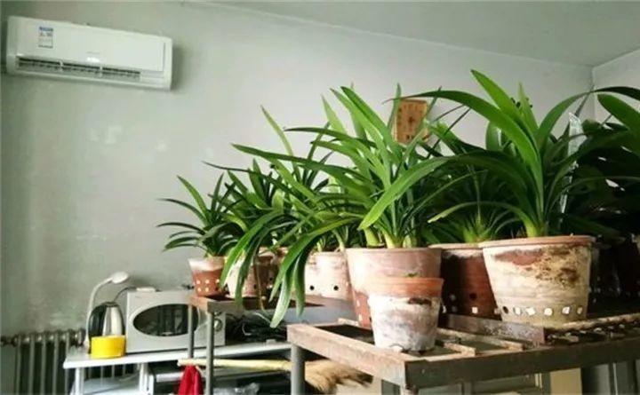 文竹一供暖就黄叶? 位置放错了, 全都会“暖气病”!