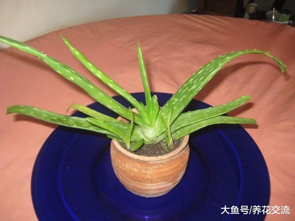 6种栽种简单的多肉植物, 新手也能养得很好