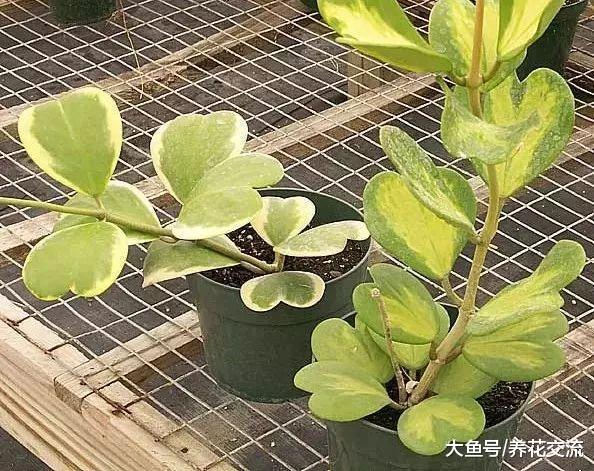 特别适合送朋友的心叶球兰盆栽, 每一片叶子都能重新繁殖