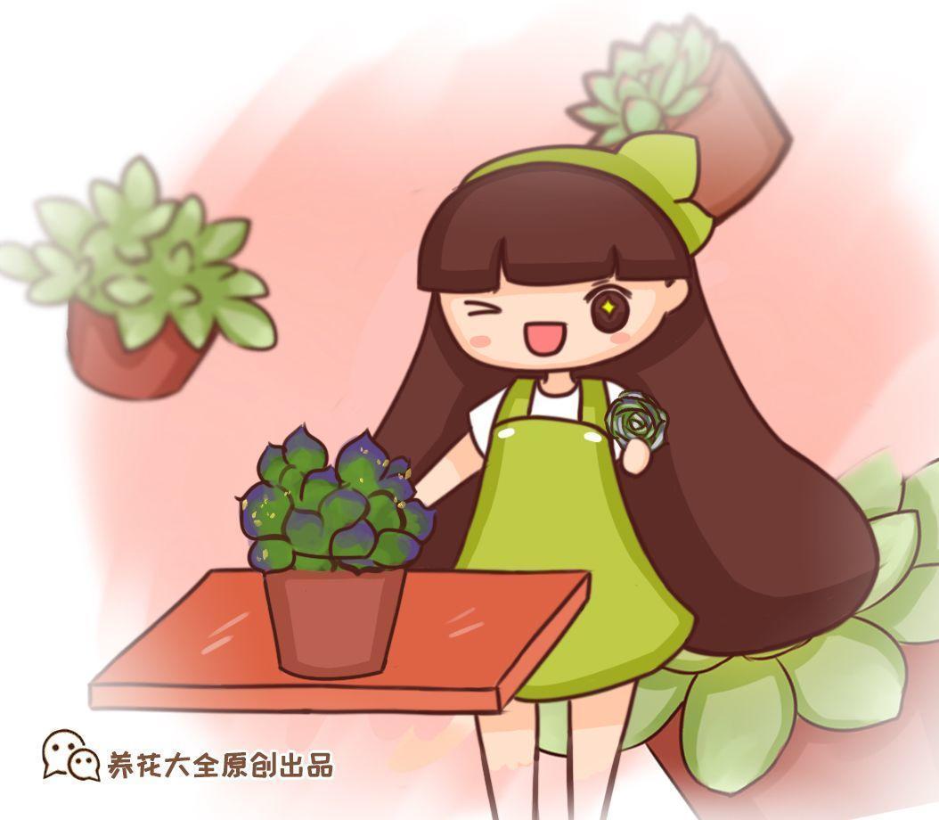 多肉超强摘心术, 7天冒出5个头, 就像一个大花球!