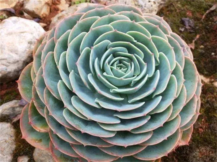 网友家的多肉种地里, 1片叶子手掌大, 真是“活久见”!