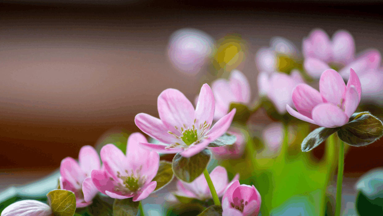 这种植株, 最适合秋天播种, 不光开花美还有满满香气