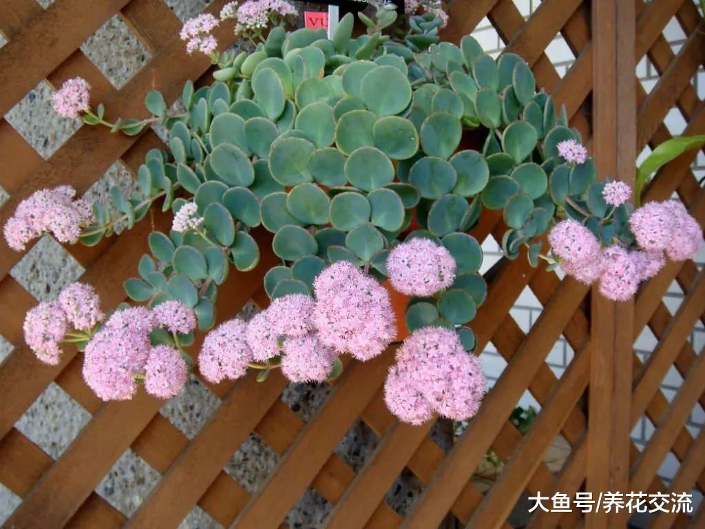 长得像油画里的植物, 这种景天科的植物看一眼就能喜欢上