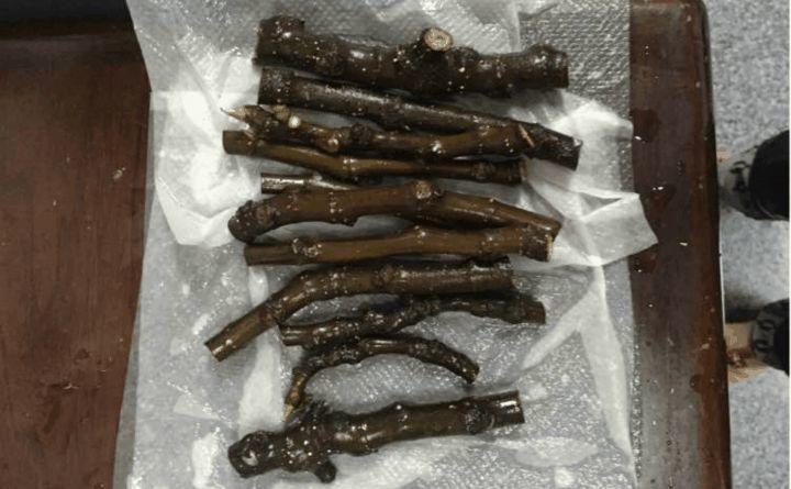 无花果套瓶里, 蹭蹭长满大白根, 1棵能结5斤果!
