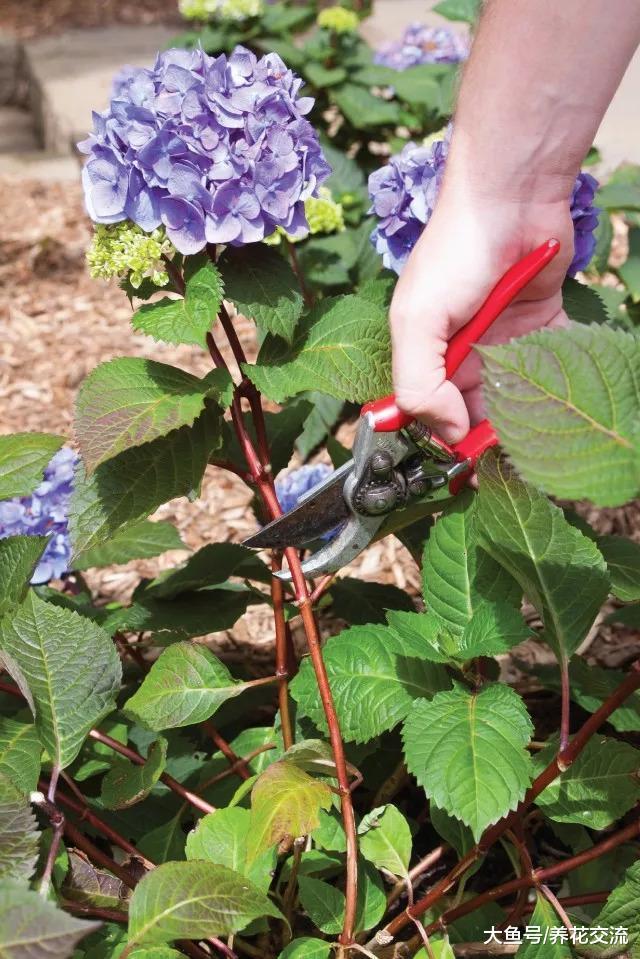 为什么我的绣球花养了三年都没有花朵, 是哪里做错了呢?