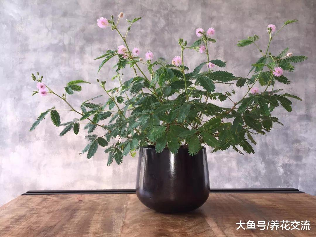 这些植物夜晚叶片就会闭合, 你养过哪一种呢?