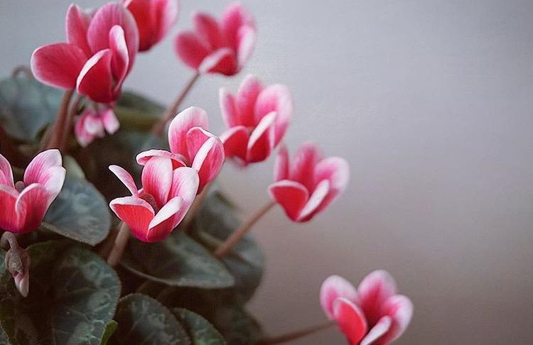 到了花期不开花? 要是早点这么做, 花开的停不下来