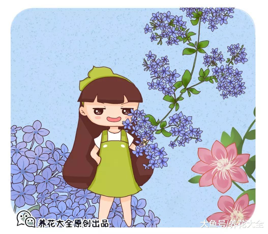 这12种花, 随便挑一种, 养好了就能美翻天!