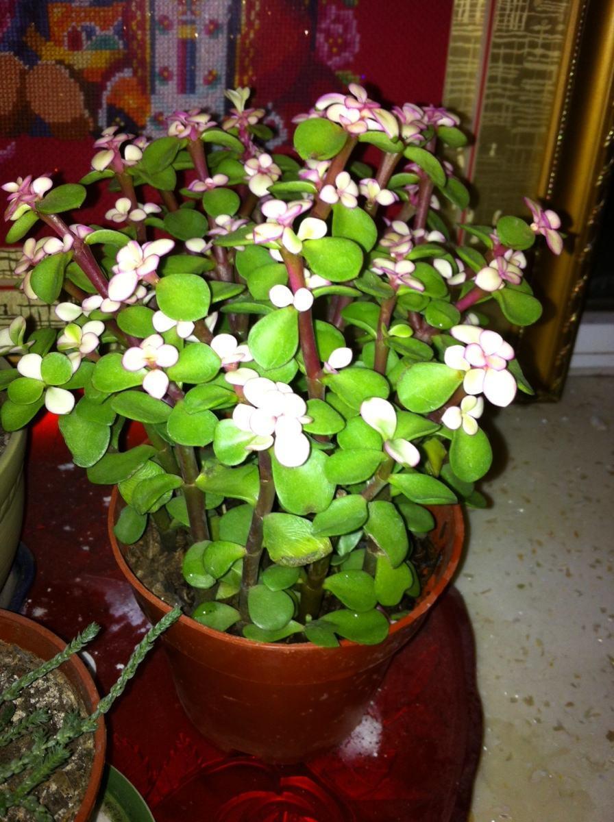 路边挖1棵马齿笕回家, 教你5招, 2年后能长成大盆景!