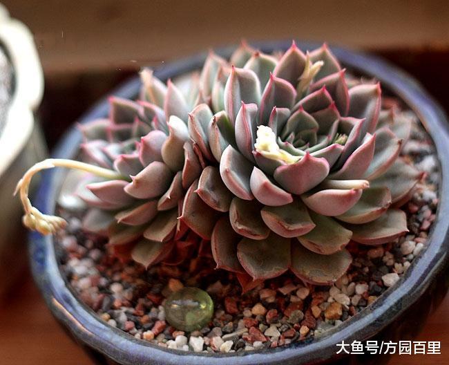 经典红边多肉植物——猎户座