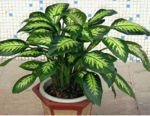 花盆、土壤、施肥? 这些新手该怎么操作挑选才对呢? 快来看看吧!