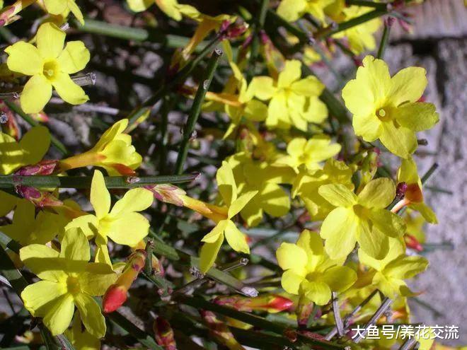 冬季爬满墙的迎春花, 能够开满一大片金黄色的花朵