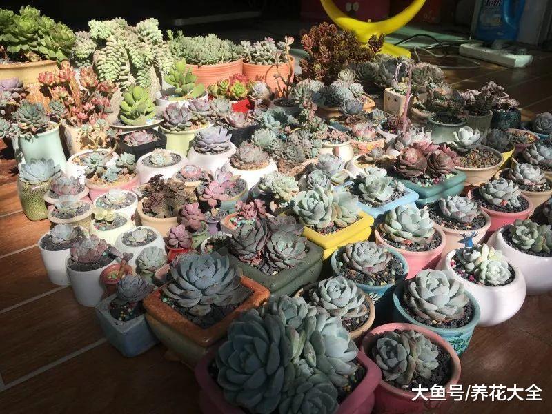 多肉养护小技巧, 简单实用, 让你的肉肉安全度夏!