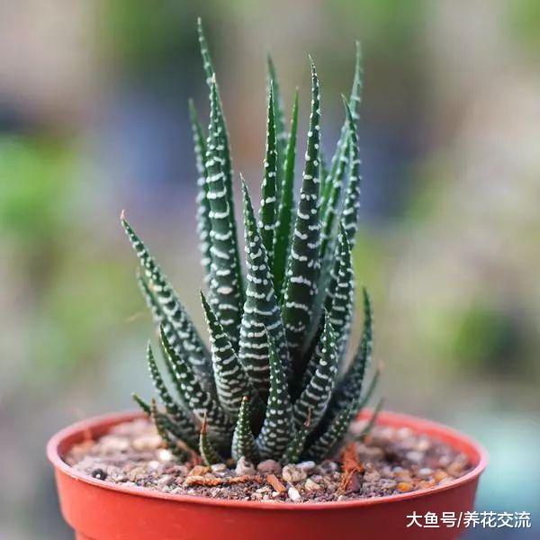 叶子上有斑马条纹的芦荟盆栽, 常年不浇水也能存活