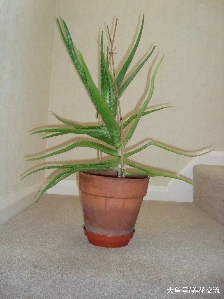 你喜欢的懒人植物都在这里, 这些盆栽几个月不浇水也能存活