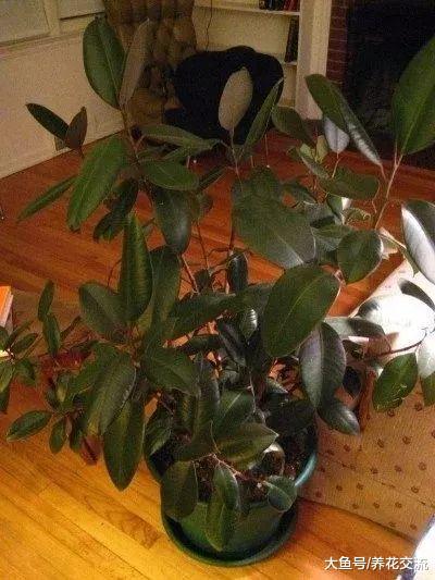 为什么室内植物不断掉叶, 要怎么打理才能避免这种状况?