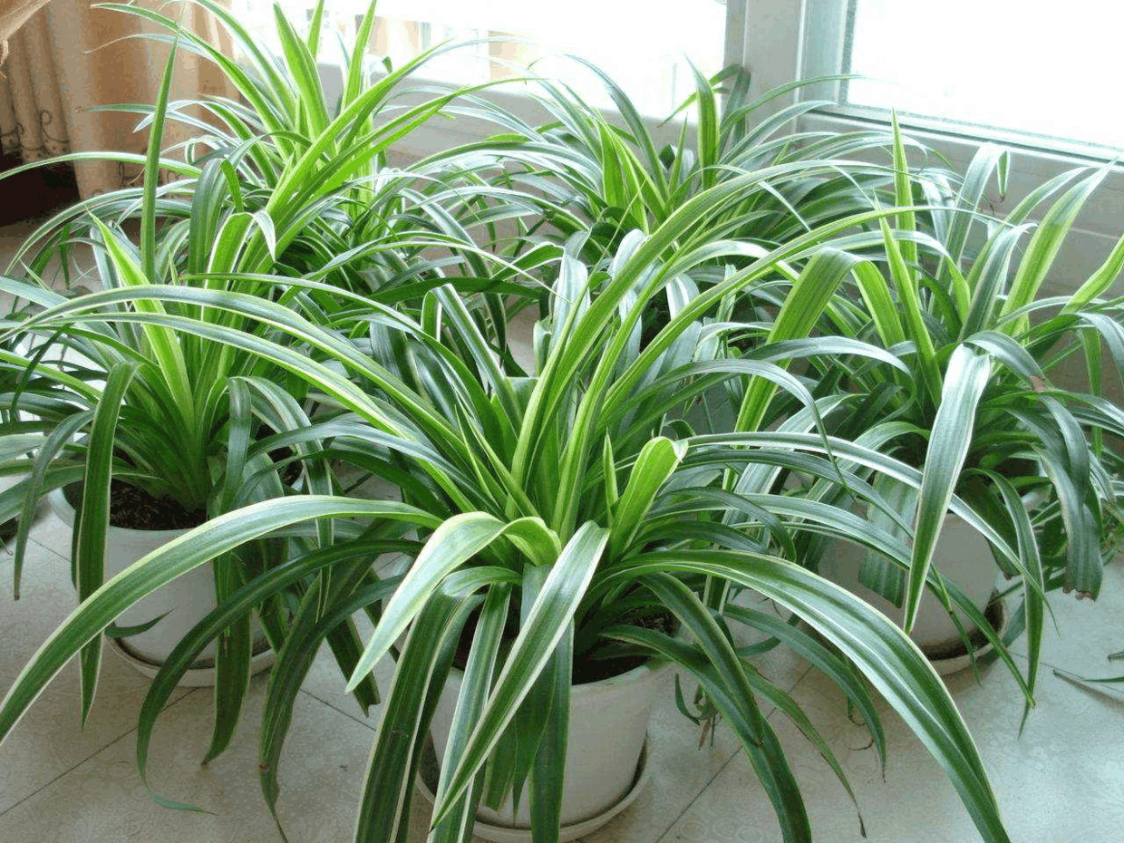 柚子吃完“皮”留下, 发酵成水来喂花, 养啥都能旺!