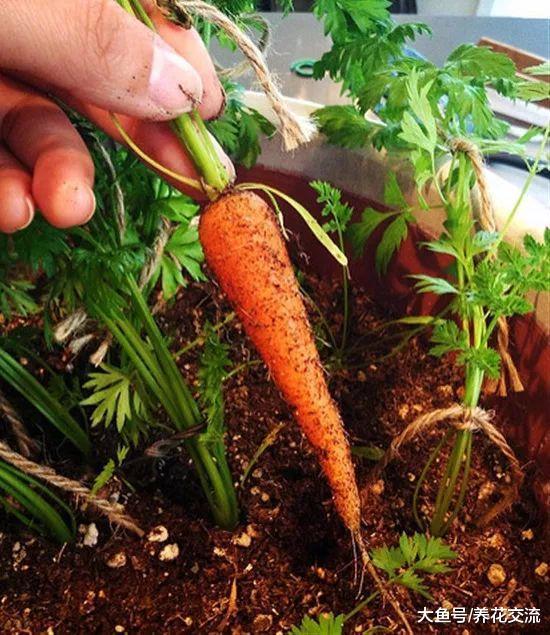 在家里就能轻松养活的15种盆栽蔬菜, 种阳台上比花卉还好看