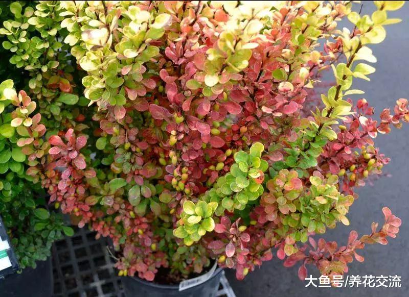10种适合养在栅栏围墙上的爬藤开花植物, 把院子养成一片花海