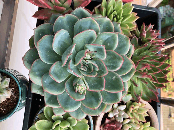 多肉烂根不肯长? 趁现在换个盆, 秋天又美又胖!