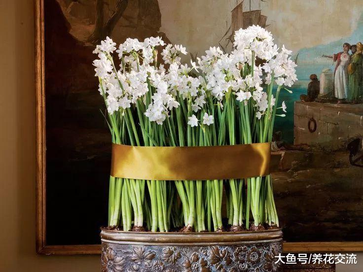 8种很适合作为礼物的冬季花卉, 寒冷的季节才会灿烂开花