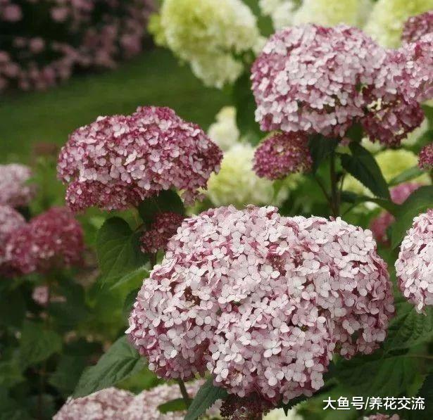 绣球花养了3、4年都没办法开花, 可能是这几点没做好
