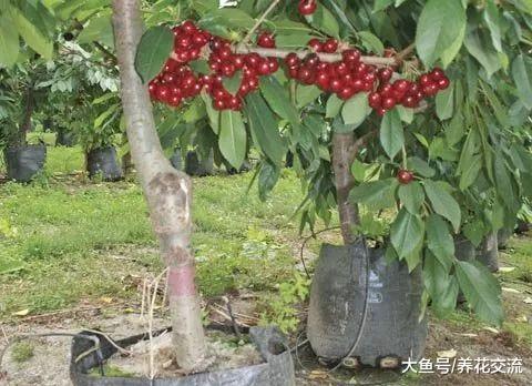 适合在门口栽培的8种果树, 在院子里也能种出一片果园