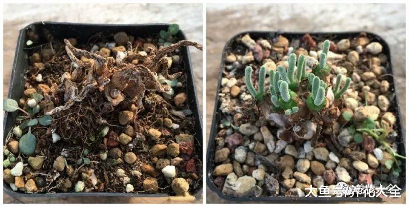 没有对比就没有伤害, 看看怎么能把多肉养成小清新吧!
