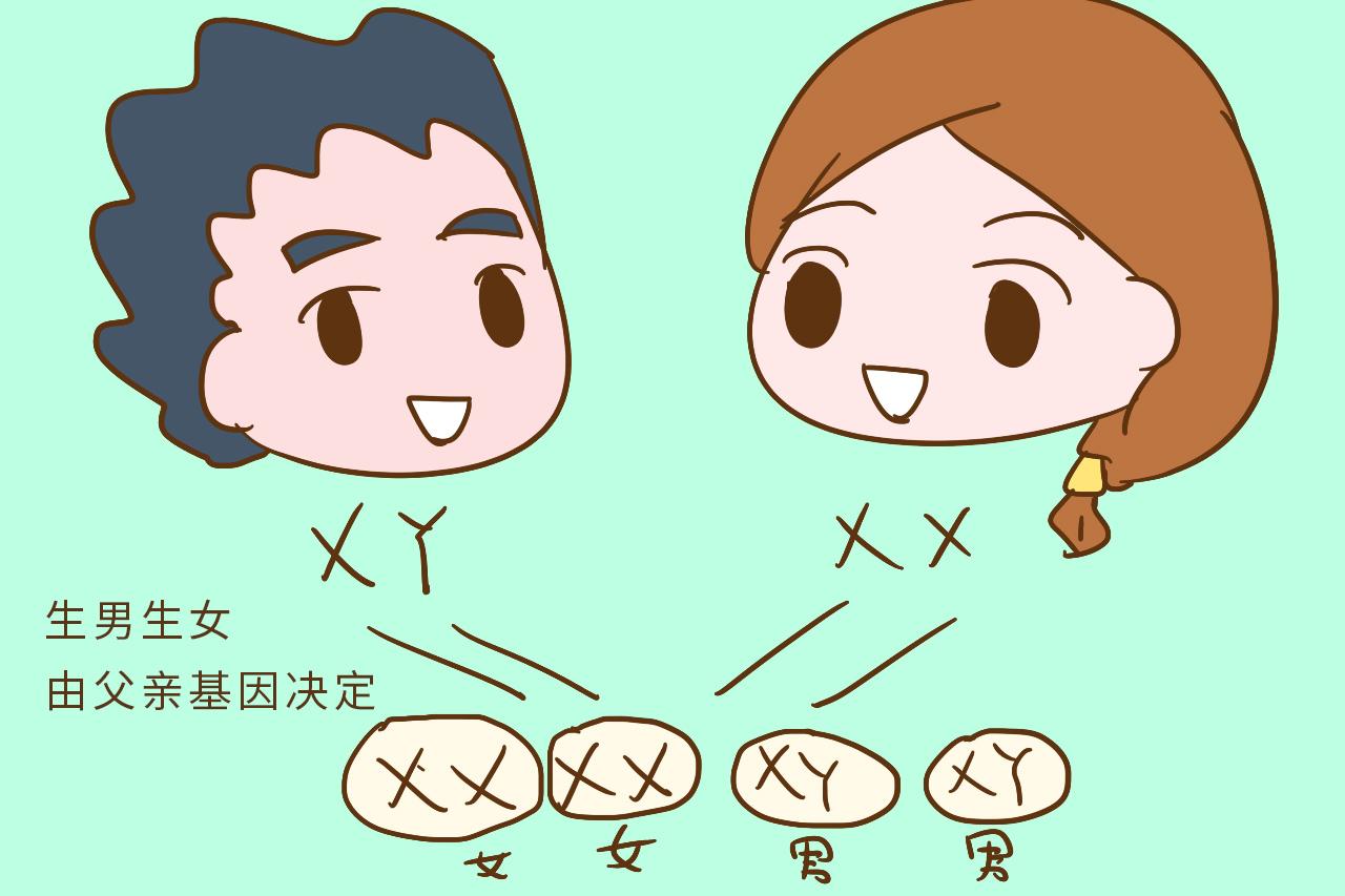 父母二人都会决定宝宝的基因, 谁占的比例大一些?