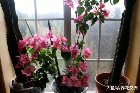养了几年的三角梅好不容开花, 为啥花苞不断掉落