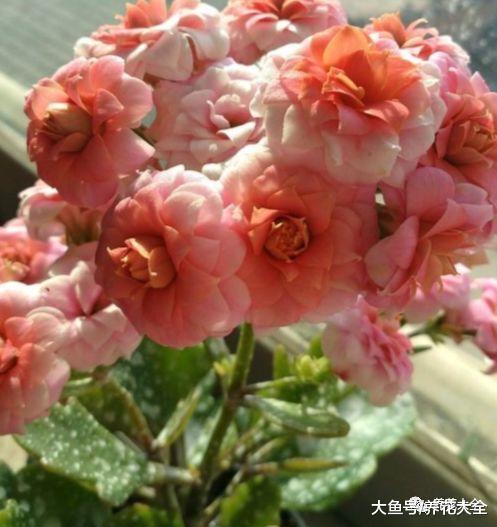 想养长寿花? 那就试试这几种, 好养又好看!