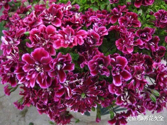 50种天竺葵, 花色艳丽, 你又见过几种?