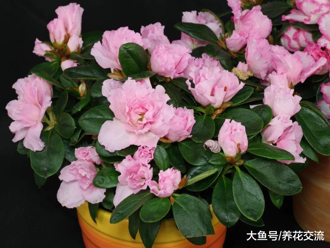 9种可以保持常年翠绿的开花灌木, 果子也是特别自然的