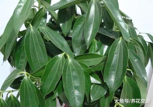 平安树的叶片枯萎变白的原因, 叶子不断掉落可以轻松处理