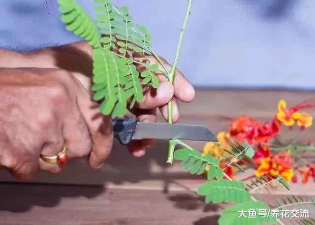 小玻璃瓶这样安排出插花, 让植物花卉变得简单时尚