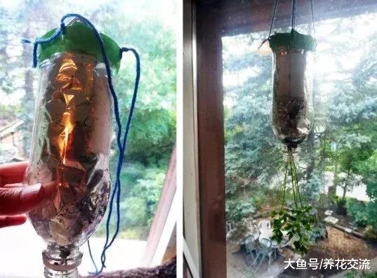 废弃的汽水瓶变成倒挂的吊盆, 将草本花卉直接种上去就能活