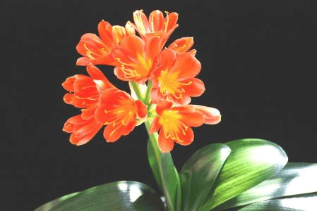秋天选这3种花, “随便”一养就能活, 刚到冬天就能“开花”!